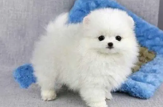 茶杯犬的寿命有多长时间 茶杯犬的寿命有多长时间