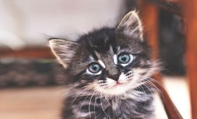 小猫食欲不好怎么办？铲屎官们学习一下吧！
