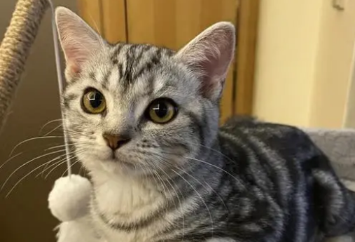 美短虎斑猫性格怎么样好不好