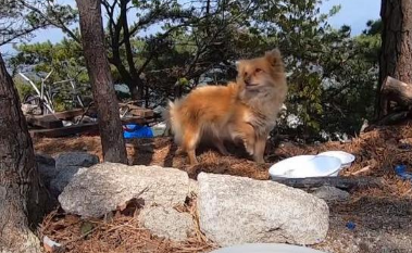 山顶住着一只流浪狗，两年来不肯下山，主人没安好心，它却很忠诚