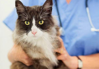 一文详解：猫咪产后拉稀怎么办？