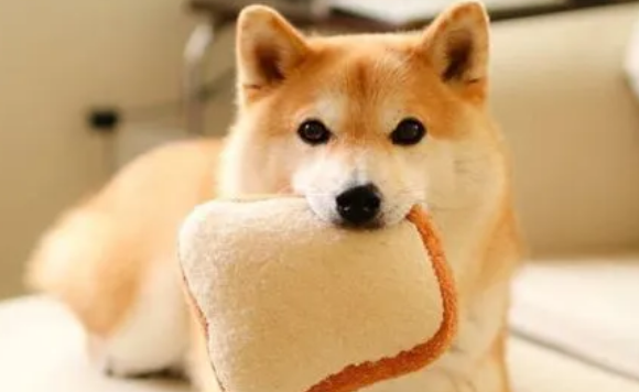 柴犬的叫声越来越像狼叫，学狼叫的原因有以下几种