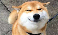 柴犬幼犬冬天怕冷吗？柴犬幼犬怕冷的表现