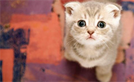 小猫有奶藓怎么办？小猫有奶藓怎么办好？