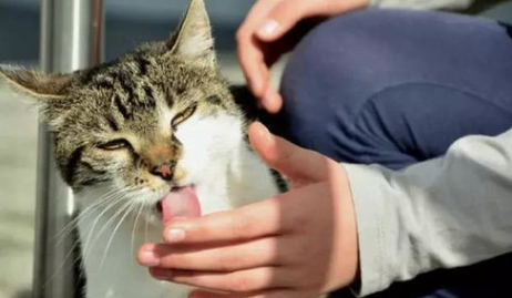 大宠爱猫咪舔到了怎么办? 大宠爱猫咪舔到了怎么办?