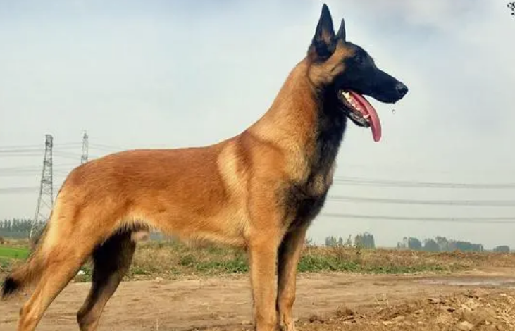 狼狗幼犬怎么训练