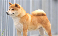 柴犬尾巴短,柴犬什么样的尾巴为最佳?