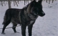蓝湾牧羊犬中国能养吗