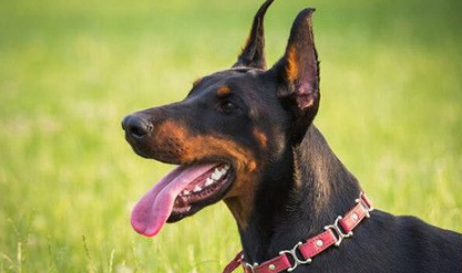 杜宾犬怀孕期 妊娠周期一般在2个月左右