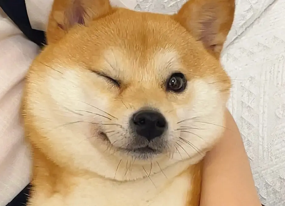 柴犬咬人怎么办？这招可以简单防止柴犬咬人！