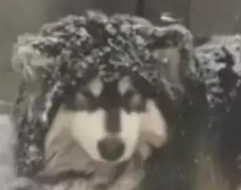 主人狠心把狗狗赶到雪地里睡觉,路人看见后却拍手叫好! 主人狠心把狗狗赶到雪地里睡觉,路人看见后却拍手叫好!