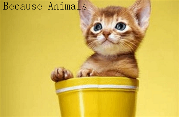 Because Animals宠物益生菌怎么样 Because Animals宠物益生菌怎么样