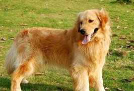 金毛犬的鼻子上毛秃了是舔的吗?金毛犬鼻子掉毛! 金毛犬的鼻子上毛秃了是舔的吗?金毛犬鼻子掉毛!