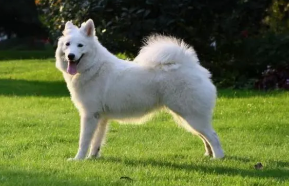萨摩耶属于中型犬还是大型犬