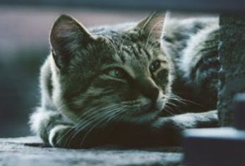 非纯种猫好养吗？