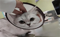 猫白细胞低是什么原因造成的