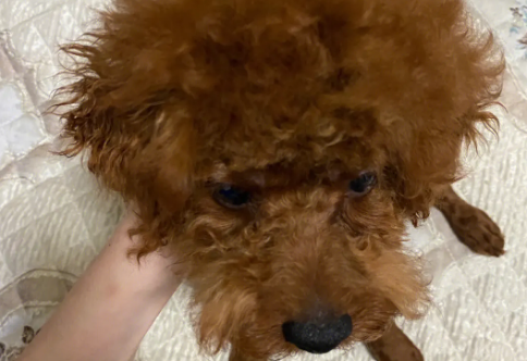 泰迪犬造型怎么剪？泰迪犬美容的方法步骤！