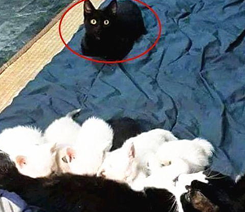 奶牛猫生了5只幼崽,公猫在一旁却是满脸问号:这是几个意思? 奶牛猫生了5只幼崽,公猫在一旁却是满脸问号:这是几个意思?
