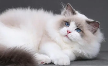布偶猫经常或突然拉肚子怎么办 4招解决布偶猫拉肚子难题 布偶猫经常或突然拉肚子怎么办 4招解决布偶猫拉肚子难题