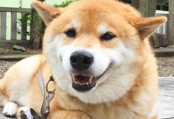柴犬的缺点和优点有哪些 柴犬的缺点和优点有哪些