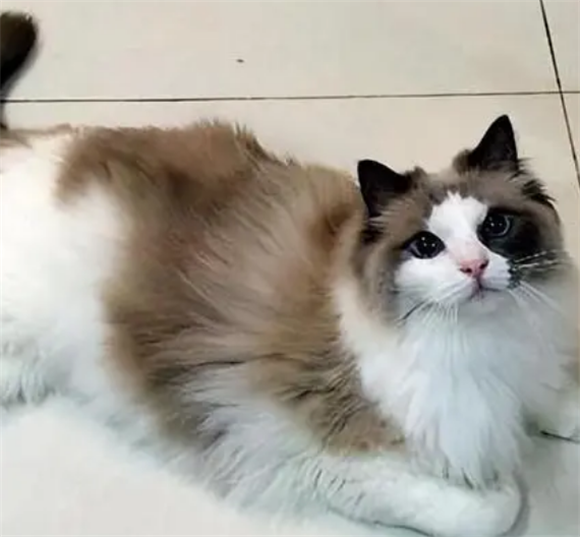 布偶猫多少钱一只 布偶猫多少钱一只