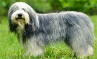 古牧犬性格特点