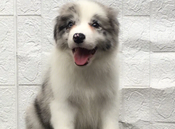 边境牧羊犬性格特点是什么 边境牧羊犬性格特点是什么