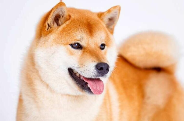 小柴犬怎么看纯不纯?如何挑选纯种的柴犬? 小柴犬怎么看纯不纯?如何挑选纯种的柴犬?
