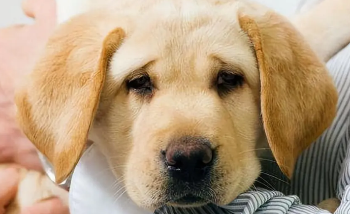 犬传染性支气管炎怎么治疗?吃什么药? 犬传染性支气管炎怎么治疗?吃什么药?