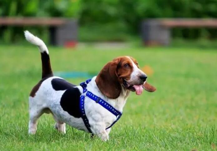 巴吉度犬市场价多少钱