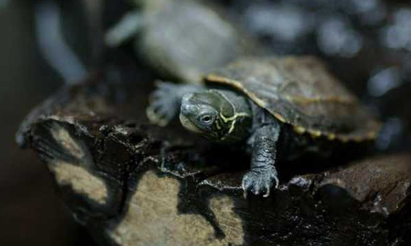 冬季如何养龟？乌龟冬眠温度在1到10度是适宜的