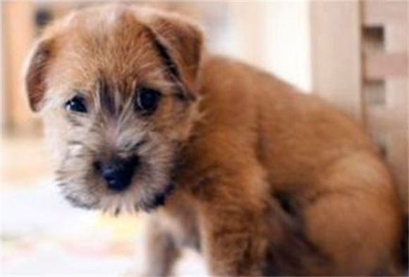 罗福梗幼犬得怎么护理？