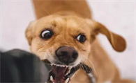 狗看见主人被打了会帮忙吗