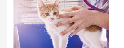 猫咪又吐又拉稀怎么办？猫咪又吐又拉稀怎么办好？