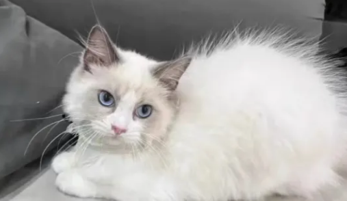 养猫必看！天猫国际入手的“绿福摩”测评