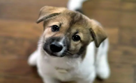 狗狗耳朵分泌物多是什么原因?