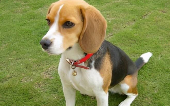 怎么养给小型犬做简单的美容？