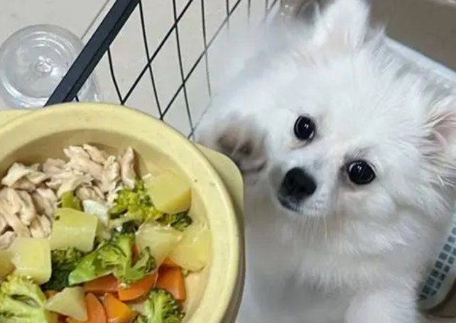 博美犬产后吃什么食物最好 博美犬产后吃什么食物最好