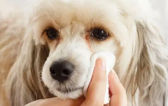 狗狗有泪痕怎么办？