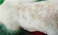犬顽固性皮肤病
