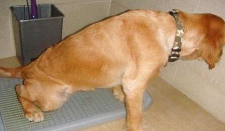 狗狗患上尿路感染怎么办? 狗狗患上尿路感染怎么办?