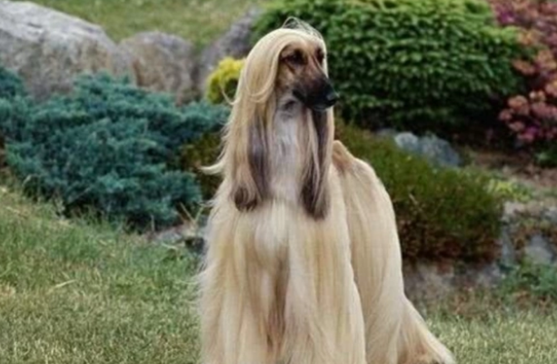 阿富汗猎犬中国禁养