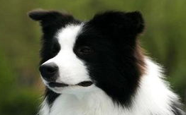 边境牧羊犬的鼻子掉皮是什么引起的？边境牧羊犬养护常识！