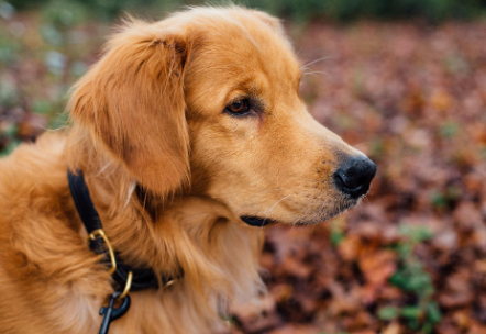 金毛犬尴尬期是什么意思