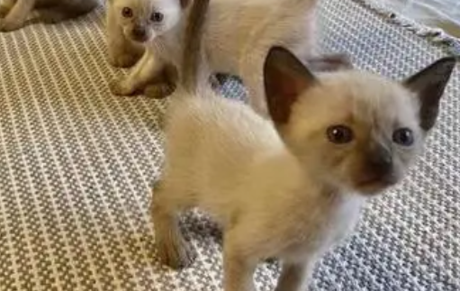 暹罗猫吃的胖吗？暹罗猫怎么吃胖