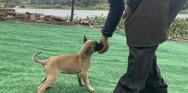 身价70亿的训犬师告知你，狗狗应该这样训练！