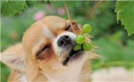 狗吃了葡萄怎么办?