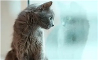 猫咪为什么老盯着窗外