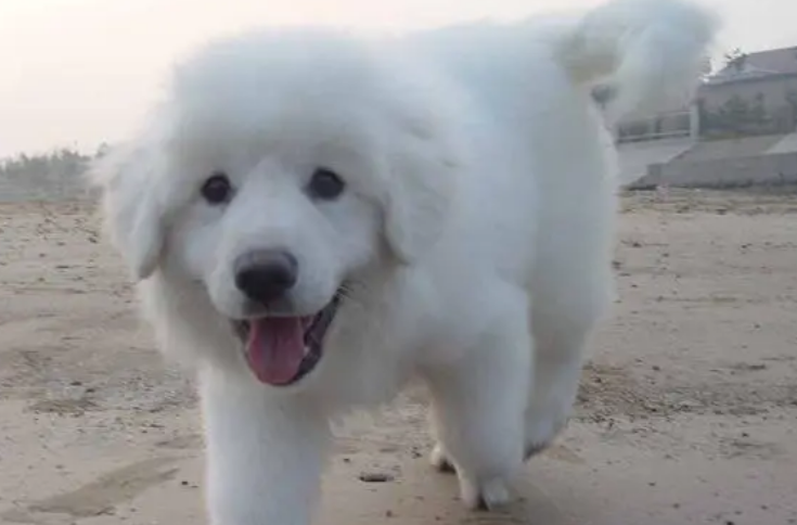 大白熊犬怎么训练才听话 大白熊犬怎么训练才听话