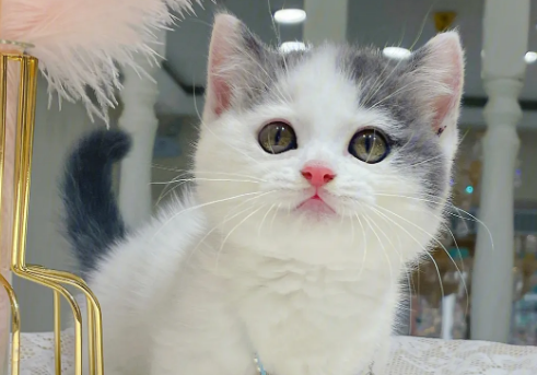 蓝白净梵猫贵还是纯蓝贵